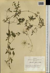 Clematis glauca Willd., Siberia, Altai & Sayany Mountains (S2) (Russia)