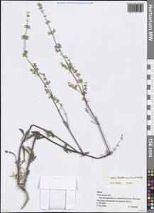 Silene borysthenica (Gruner) Walters, Eastern Europe, Rostov Oblast (E12a) (Russia)