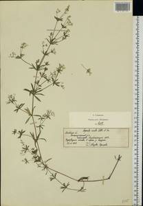 Galium rivale (Sm.) Griseb., Eastern Europe, Moscow region (E4a) (Russia)