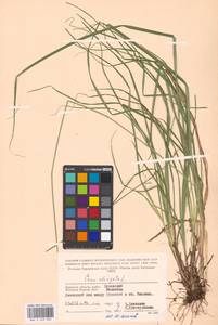 Carex elongata L., Eastern Europe, Western region (E3) (Russia)