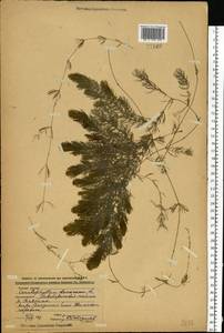 Ceratophyllum demersum L., Eastern Europe, Central region (E4) (Russia)