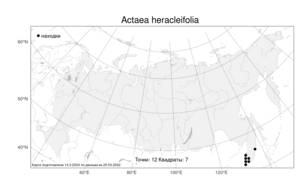 Actaea heracleifolia (Kom.) Compton, Atlas of the Russian Flora (FLORUS) (Russia)