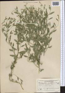 Haplophyllum acutifolium (DC.) G. Don, Middle Asia, Kopet Dag, Badkhyz, Small & Great Balkhan (M1) (Turkmenistan)