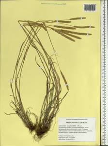 Phleum phleoides (L.) H.Karst., Eastern Europe, Eastern region (E10) (Russia)