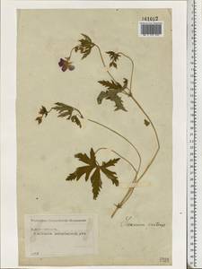 Geranium pratense L., Eastern Europe, Moscow region (E4a) (Russia)