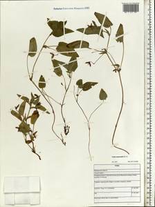 Viola canina subsp. ruppii (All.) Schübl. & G. Martens, Eastern Europe, Northern region (E1) (Russia)