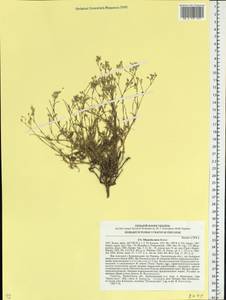 Minuartia setacea subsp. setacea, Eastern Europe, South Ukrainian region (E12) (Ukraine)