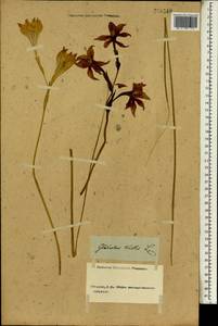 Gladiolus tristis L., Africa (AFR) (Not classified)