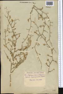 Convolvulus subsericeus Schrenk, Middle Asia, Syr-Darian deserts & Kyzylkum (M7) (Uzbekistan)