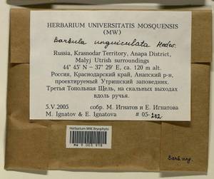 Barbula unguiculata Hedw., Bryophytes, Bryophytes - North Caucasus & Ciscaucasia (B12) (Russia)