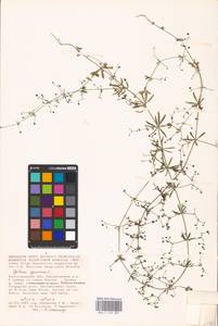 Galium spurium L., Eastern Europe, Lower Volga region (E9) (Russia)