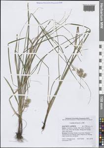 Luzula nivea (L.) DC., Western Europe (EUR) (Spain)
