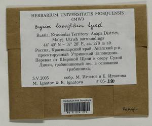 Rosulabryum moravicum (Podp.) Ochyra & Stebel, Bryophytes, Bryophytes - North Caucasus & Ciscaucasia (B12) (Russia)