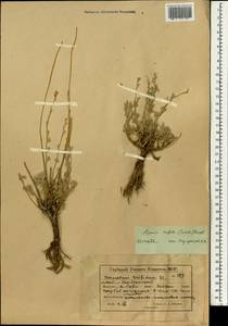 Ajania trifida (Turcz.) A. A. Muldashev, Mongolia (MONG) (Mongolia)