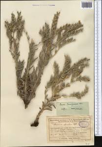 Onosma setosa subsp. transrhymnense (Klokov ex Popov) Kamelin, Middle Asia, Muyunkumy, Balkhash & Betpak-Dala (M9) (Kazakhstan)
