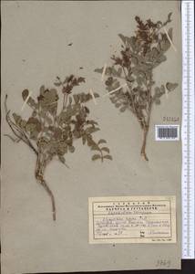 Glycyrrhiza aspera Pall., Middle Asia, Western Tian Shan & Karatau (M3) (Kazakhstan)