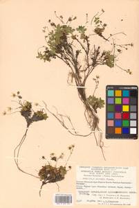 Micranthes merkii subsp. merkii, Siberia, Chukotka & Kamchatka (S7) (Russia)