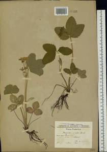 Fragaria viridis Duchesne, Eastern Europe, South Ukrainian region (E12) (Ukraine)