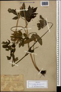 Selinum physospermifolium (Albov) Hand, Caucasus, Krasnodar Krai & Adygea (K1a) (Russia)