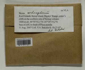 Ptychostomum archangelicum (Bruch & Schimp.) J.R. Spence, Bryophytes, Bryophytes - Russian Far East (excl. Chukotka & Kamchatka) (B20) (Russia)