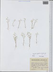 Spergularia segetalis (L.) G. Don fil., Eastern Europe, South Ukrainian region (E12) (Ukraine)