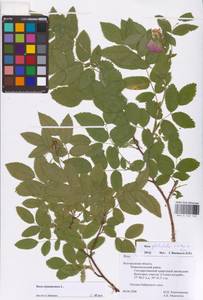 Rosa majalis Herrm., Eastern Europe, Central forest-and-steppe region (E6) (Russia)