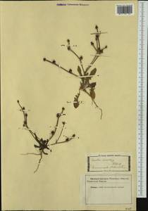 Crepis zacintha (L.) Babc., Western Europe (EUR) (Italy)
