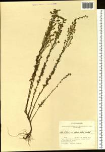 Artemisia obtusiloba Ledeb., Siberia, Altai & Sayany Mountains (S2) (Russia)