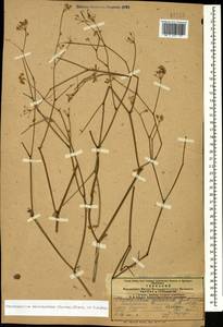 Chaerophyllum macrospermum (Willd. ex Spreng.) Fisch. & C. A. Mey., Caucasus, Armenia (K5) (Armenia)