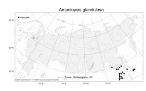 Ampelopsis glandulosa (Wall.) Momiy., Atlas of the Russian Flora (FLORUS) (Russia)
