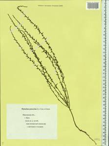 Thymelaea passerina (L.) Coss. & Germ., Eastern Europe, Central forest region (E5) (Russia)