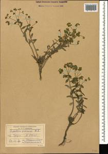 Euphorbia glareosa Pall. ex M.Bieb., Caucasus, Dagestan (K2) (Russia)