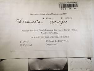 MW 9 111 397, Dicranella curvipes (Lindb.) Ignatov, Bryophytes, Bryophytes - Russian Far East (excl. Chukotka & Kamchatka) (B20) (Russia)