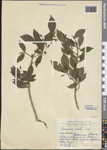 Euonymus alatus (Thunb.) Siebold, South Asia, South Asia (Asia outside ex-Soviet states and Mongolia) (ASIA) (China)