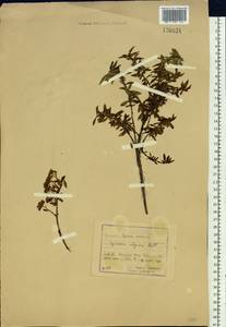 Spiraea alpina Pall., Siberia, Baikal & Transbaikal region (S4) (Russia)