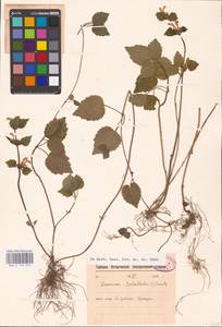 MHA 0 154 375, Lamium galeobdolon subsp. galeobdolon, Eastern Europe, North-Western region (E2) (Russia)