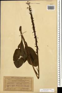 Platanthera bifolia (L.) Rich., Caucasus, Azerbaijan (K6) (Azerbaijan)