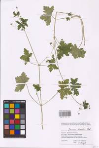 Geranium divaricatum Ehrh., Eastern Europe, South Ukrainian region (E12) (Ukraine)