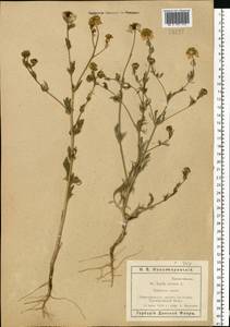 Nigella arvensis L., Eastern Europe, Rostov Oblast (E12a) (Russia)