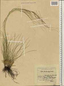 Stipa korshinskyi Roshev., Eastern Europe, Middle Volga region (E8) (Russia)