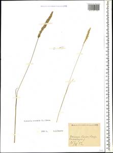 Koeleria pyramidata (Lam.) P.Beauv., Caucasus, Stavropol Krai, Karachay-Cherkessia & Kabardino-Balkaria (K1b) (Russia)