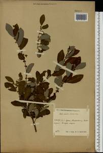 Salix aurita × livida, Eastern Europe, Central region (E4) (Russia)