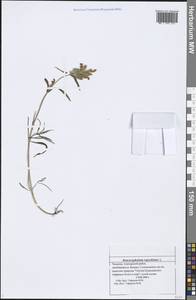 Dracocephalum ruyschiana L., Eastern Europe, Middle Volga region (E8) (Russia)