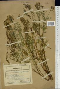 Astragalus majevskianus Krylov, Siberia, Western (Kazakhstan) Altai Mountains (S2a) (Kazakhstan)
