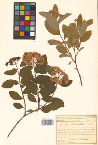 Spiraea betulifolia Pall., Siberia, Russian Far East (S6) (Russia)