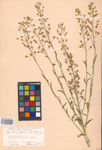 Camelina sativa (L.) Crantz, Eastern Europe, Moscow region (E4a) (Russia)