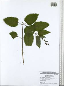 Scutellaria altissima L., Eastern Europe, Central region (E4) (Russia)