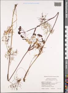 Ostericum tenuifolium (Pall. ex Spreng.) Y. C. Chu, Siberia, Baikal & Transbaikal region (S4) (Russia)