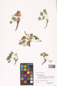 Potentilla cinerea subsp. incana (G. Gaertn., B. Mey. & Scherb.) Asch., Eastern Europe, Central forest-and-steppe region (E6) (Russia)