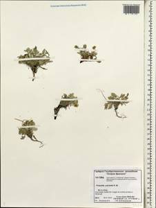 Potentilla pulchella R. Br., Siberia, Chukotka & Kamchatka (S7) (Russia)